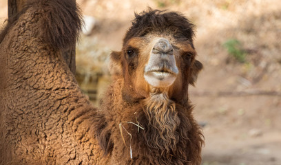 Portrait of a camel at the zoo