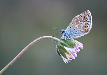 Mariposa sobre una flor