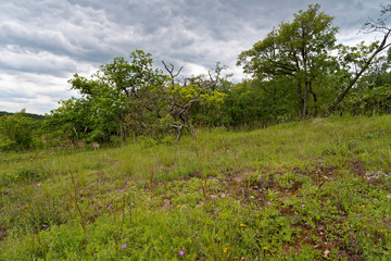 Fototapeta premium Landschaft im Naturschutzgebiet Mäusberg bei Karlstadt, Landkreis Main-Spessart, Unterfranken, Bayern, Deutschland.