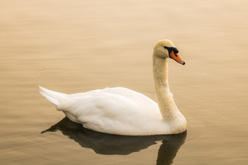 Beautiful white swan swimming in the lake in Ramat Gan, Israel