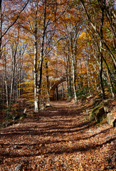 Obraz premium Paisaje otoñal