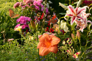Schmetterling 647