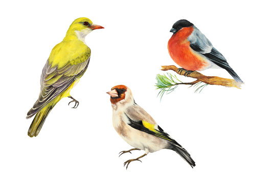 Three birds: Goldfinch bird (Carduelis), Oriole, yellow bird, bullfinch bird (Carduelis). Set. Watercolor illustration. Isolated on white background