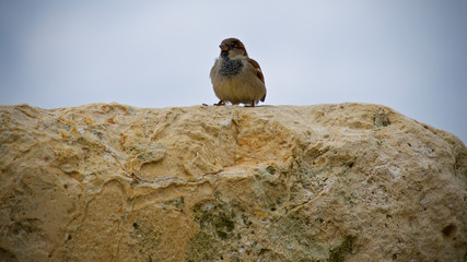 sparrow put on the rock