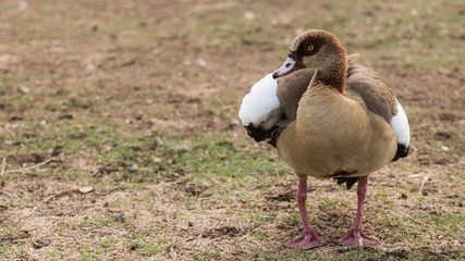 Beautiful Egyptian goose looking for food