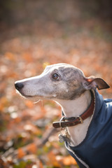 Portrait of whippets head. It is autumn photoshooting in forest.