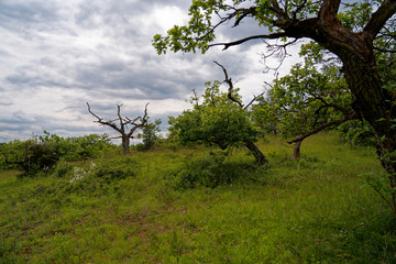 Landschaft im Naturschutzgebiet Mäusberg bei Karlstadt, Landkreis Main-Spessart, Unterfranken, Bayern, Deutschland.
