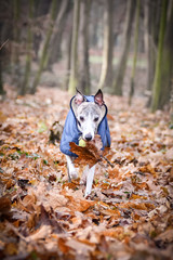 Autumn photoshooting with dog breed whippet in the park. Whippet is running with leave in mouth