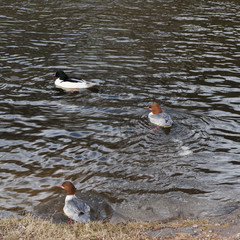 (Mergus merganser) Der Gänsesäger, Männchen und Weibchen entlang der Wiese in Süddeutschland