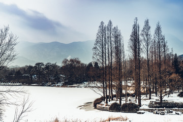 Pine trees by the clear lake in Beijing Botanical Garden after winter snow