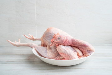 A freshly slaughtered hen on a kitchen tile countertop plate