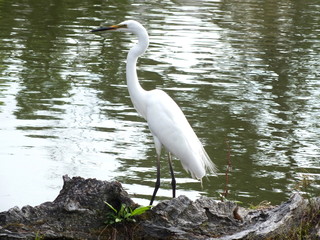 Aigrette blanche posée sur un rocher dans un étang