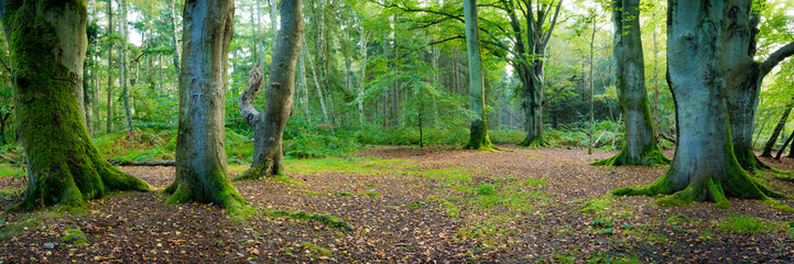 Herbst im Buchenwald - Wald Panorama