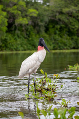 Ein Jabiru Storch steht freigestellt auf einer Vegetationsinsel im Fluss in der Seitenansicht