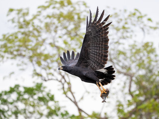Freigestellter Schwarzbussard fliegt mit einem erbeuteten Fisch