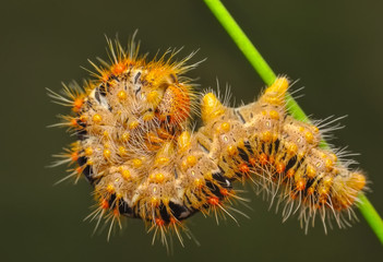 Close up beautiful caterpillar of butterfly  