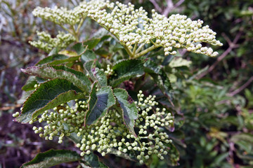 Netherlands. The dunes of the regio Zuid-Holland