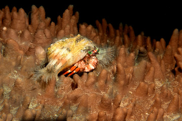 Big red hermit crab close up