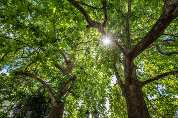Bright sun shining through canopy of trees. Sunlight In deciduous forest or park. Nature green wood sunlight backgrounds.