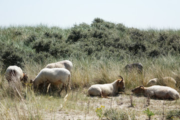 Netherlands. The dunes of the regio Zuid-Holland