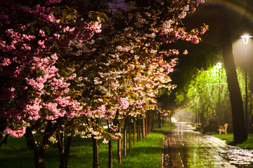 Obraz premium rose cherry blossom park on spring rainy evening, street lights