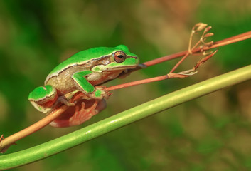 Beautiful Europaean Tree frog Hyla arborea 