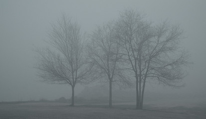 Árbol oculto en la niebla
