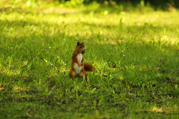 Cute little red squirrel standig upright in the green grass in summer in the shade with a nut in its mouth, sciurus vulgaris