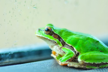 Beautiful Europaean Tree frog Hyla arborea 