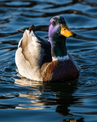 duck in water