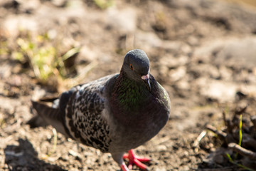 pigeon on the ground