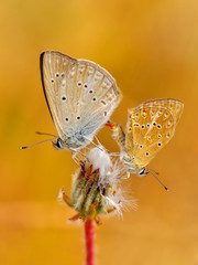 Closeup beautiful butterfly in a summer garden