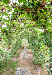 Fototapeta na wymiar Mulberries on the orchard farm
