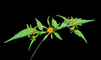 Medicinal herb bur-marigold 4