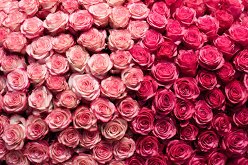 Rosenhintergrund, Blumenlandschaft, romantisch