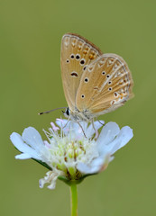 Closeup beautiful butterfly in a summer garden