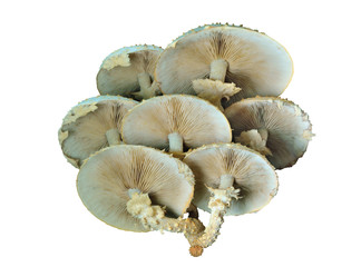 Edible mushrooms (Pholiota squrrosoides) 4