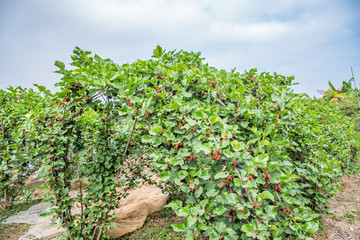 Mulberry tree planted in orchard farm under blue sky and white clouds