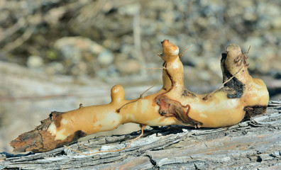 Root of medicinal plant (Dioscorea nipponica) 15