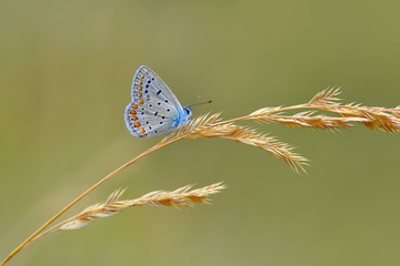 Closeup beautiful butterfly in a summer garden
