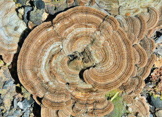 Mushrooms tinder (Stereum ostrea) 4