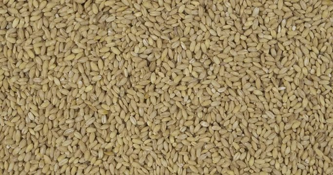 Rotation, background from pearl barley grains. Grocery background. Top view. Copy space.