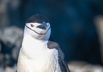 Closeup of a Chinstrap penguin in Esperanza base, a permanent Argentine research station on the Antarctic Peninsula © Luis