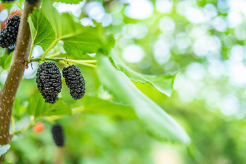Mulberries on the orchard farm