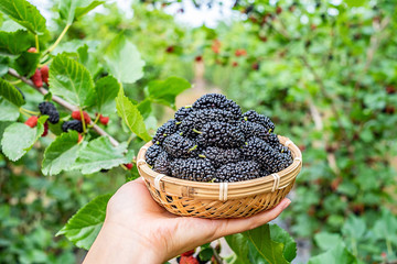 Fresh black mulberry on a bamboo sieve picked in the farm orchard
