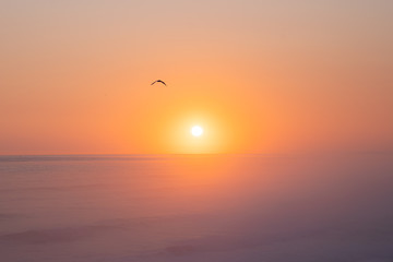Fototapeta na wymiar Bird at Sunset, Great Ocean Road , Australia