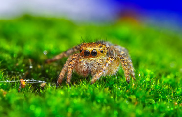Close up  beautiful jumping spider  