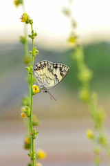 Closeup beautiful butterfly in a summer garden