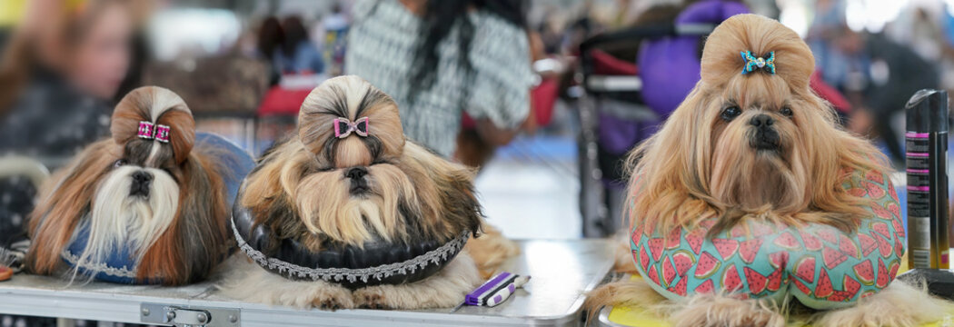 Group of Shih Tzu dogs, sitting on pillows, hairs getting groomed, colourful glittering bow clips top, at dog show contest