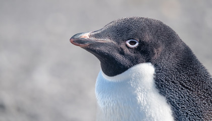 Naklejka premium Closeup of a Gentoo penguin in Esperanza base, a permanent Argentine research station on the Antarctic Peninsula